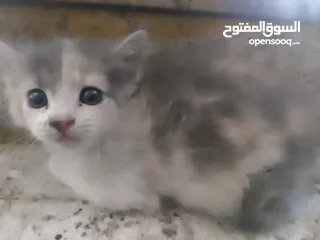 4 كيتين ذكر للتبني عمره شهرين