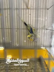  4 جوز هوقو رومو سبانجل تحتيه فرخ