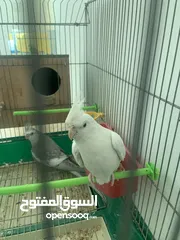  3 طيرة البينو بداية خيرها