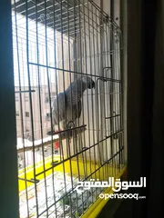  6 كاسكو فرخ لقطه