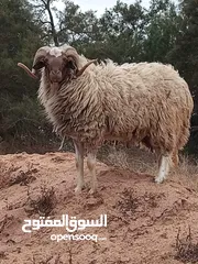  2 بسم الله مشالله فحل للبيع سنه رباع