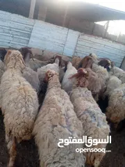  4 نبدأ بصلاة عل رسول الله  يوجد لدينا جميع انواع الذبائح البلديه- خراف - كباش_اغنام_