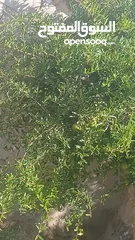  2 منزل للبيع قصر حلابات غربي قرب مصانع طيبه