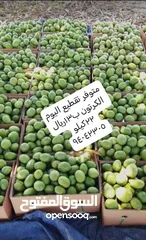  2 تشار حدال عماني