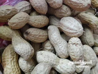  1 فول سوداني للبيع