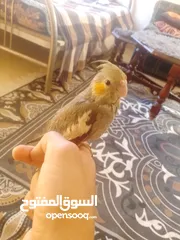  22 ببغاء كوكتيل اليف جدنننننن
