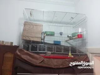  3 زوج كوكتيل للبيع