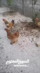  2 دجاج براهمه للبيع حجم جامبو
