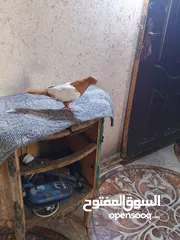  11 متاح جواز وفحول موجود في طبربور