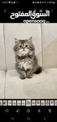  4 Siberian long hair kittens