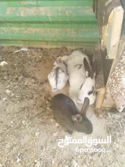  2 ارانب للبيع