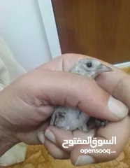  1 بفضل الله موجود ثلاث فراخ صيد نهر الأردن فحلين وطيرة