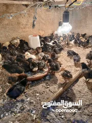  2 صيصان بلدي