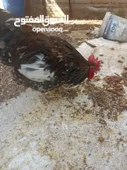 1 ديك سايكس كرستال عمرو تقريبا 6شهور
