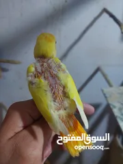  20 فراخ روز طفرات مميزة للزق اليدوي أقرا التفاصيل/ كوكتيل حب جرين شيك اليف جوز فحل طيرة فرخ هدد زق يدوي