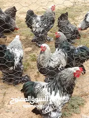  7 اقرا الوصف