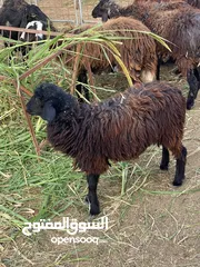  3 جدايا وحمله زينات للتربية و الذبح