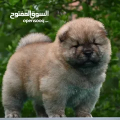  2 Chowchow .. جاوجاو