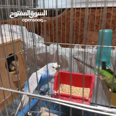  9 بسمله الرحمان الرحيم زوج تحتيهن ثلث فراخ   ويجي معهن ثلاثت أناث واحد ذكر بصلاة على النبي