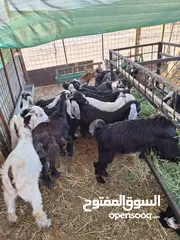  20 للبيع طليان ورخال حرية وتيوس وجفار عواض للمناسبات