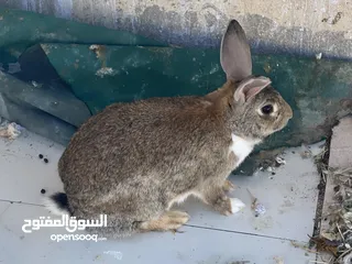  3 أرانب بصحة فوق الممتازه و مأكل ومشرب من افضل ما يكون مختلفة الأنواع و الأحجام والأعمار للبيع حصرا