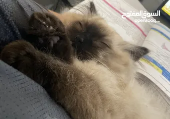  19 بريتش ريد اطراف قصيره لون اشقر شعر طويل وهمالايا تشوكلت بلو بوينت شعر طويل العمر شهرين ونص
