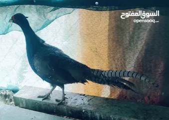  3 طائر الفيزن ذكر للبيع