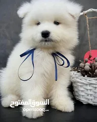  2 Samoyed puppy