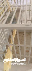  3 طائر الروز ازرق