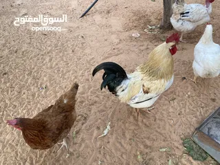  2 3فراريج عربيات غلاض