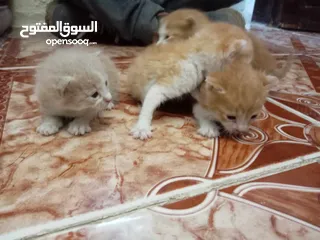  3 ام مرضعه لاربع قطط للتبني