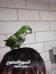  2 ببغاء كويكر أليف جدا و ما بعض