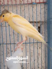  4 موجود حبتين كنار عمر 4شهور  صحه ونضافه موجود في الجويده