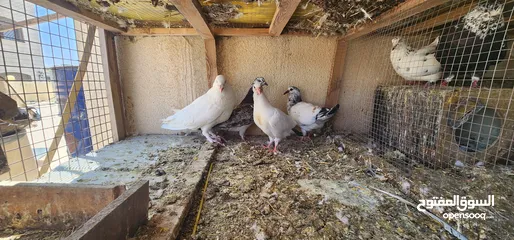  2 زوج حمام مالطي مع فراخه