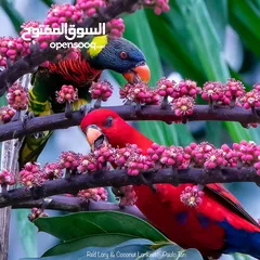  5 اجمل واندر انواع ببغاوات اللوري متوفرة الان