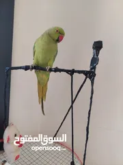  16 ببغاء درارة هندي ذكر كوكو عمر سنتين مطوق اليف جدا ما بعض نهائي لعوب بحب الاطفال