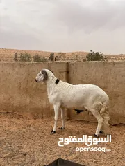  11 حواله هجين مطلع فحوله عز الكسب