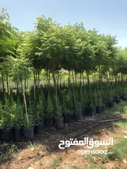  8 مشاتل الاندلس لانتاج وبيع جميع انواع الاشجار البلديه والمستوردة