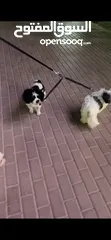  6 كلاب شيتزو