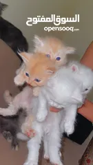  1 Mix persian kittens