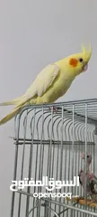  7 كوكتيل  واحد وايت فيس
