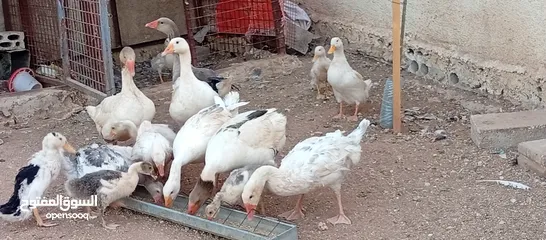  17 وز وبط للبيع او للبدل على صخله أو عبور مع دفع الفرق