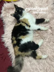  3 قط منزلي للبيع