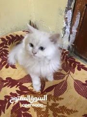  4 قطة شيرازي نثية