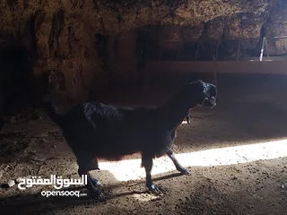  6 ثنايا شاميات  نخب كفاله حليب