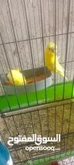  2 جواز حب شغاله