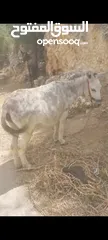  1 حماره للبيع