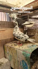  4 جواز حمام نخب كلو شغال وتحتو بيض