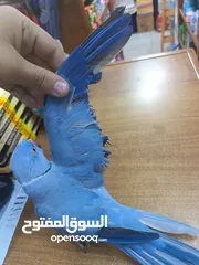  7 ببغاء دره لون ازرق طفره