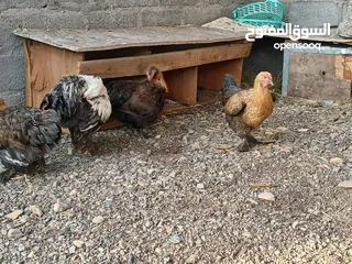  4 دجاج الكوشن العملاق